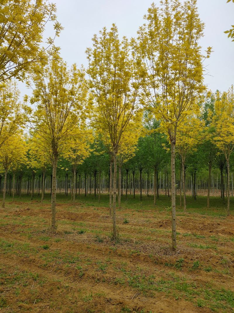 基地出售金枝白蜡8-10-12公分金枝白蜡