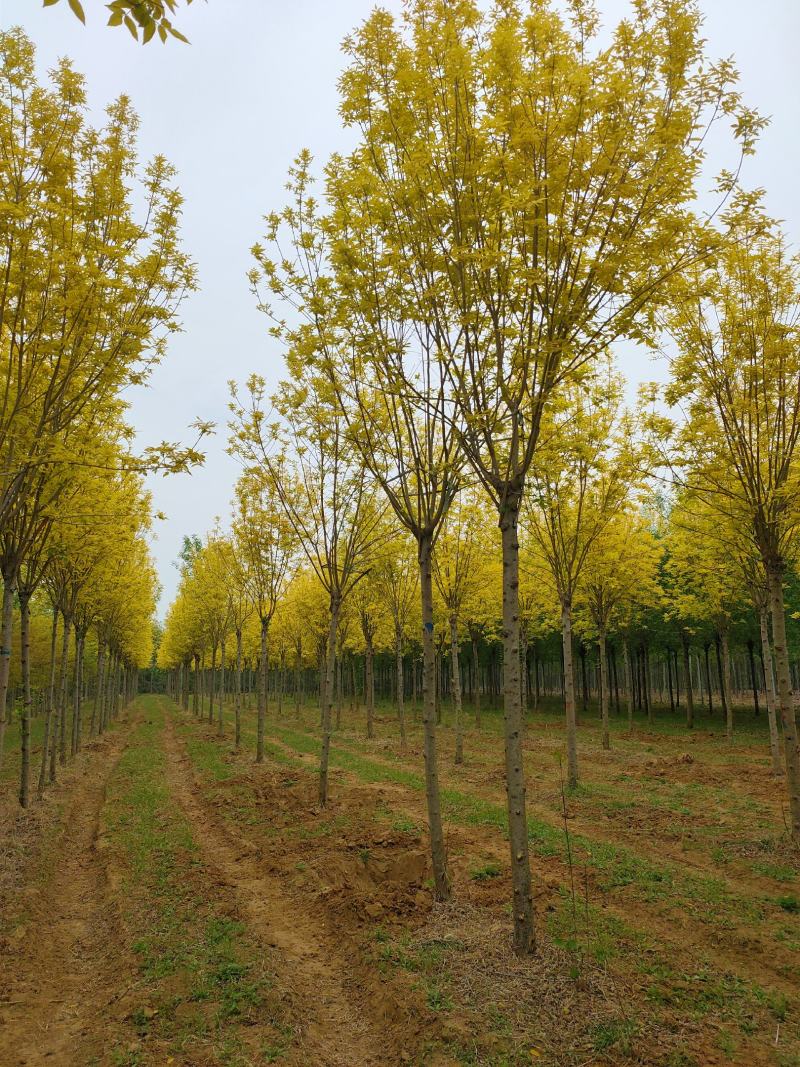 基地出售金枝白蜡8-10-12公分金枝白蜡