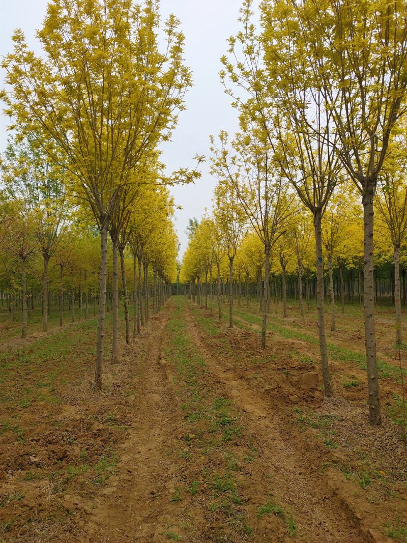 基地出售金枝白蜡8-10-12公分金枝白蜡