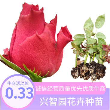 云南月季苗真爱大花月季鲜花种苗提供栽种植技术指导