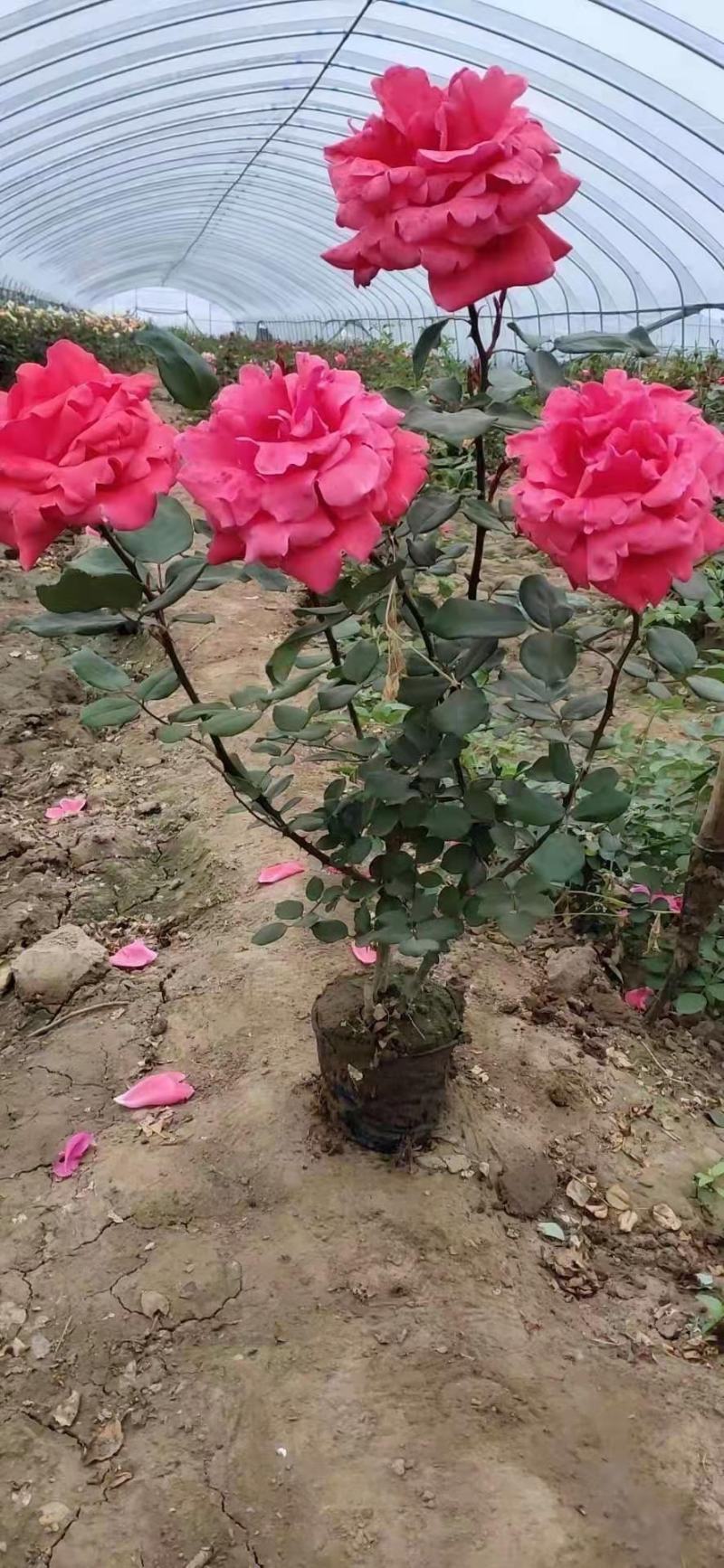 定州苗圃-月季花品种月季大花月季大量供应