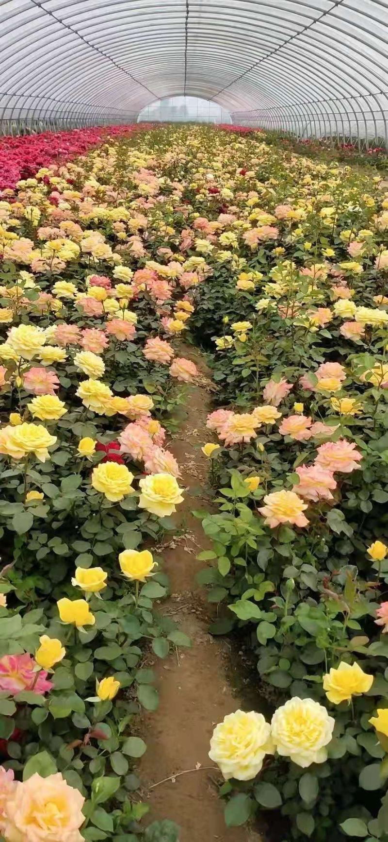 定州苗圃-月季花品种月季大花月季大量供应
