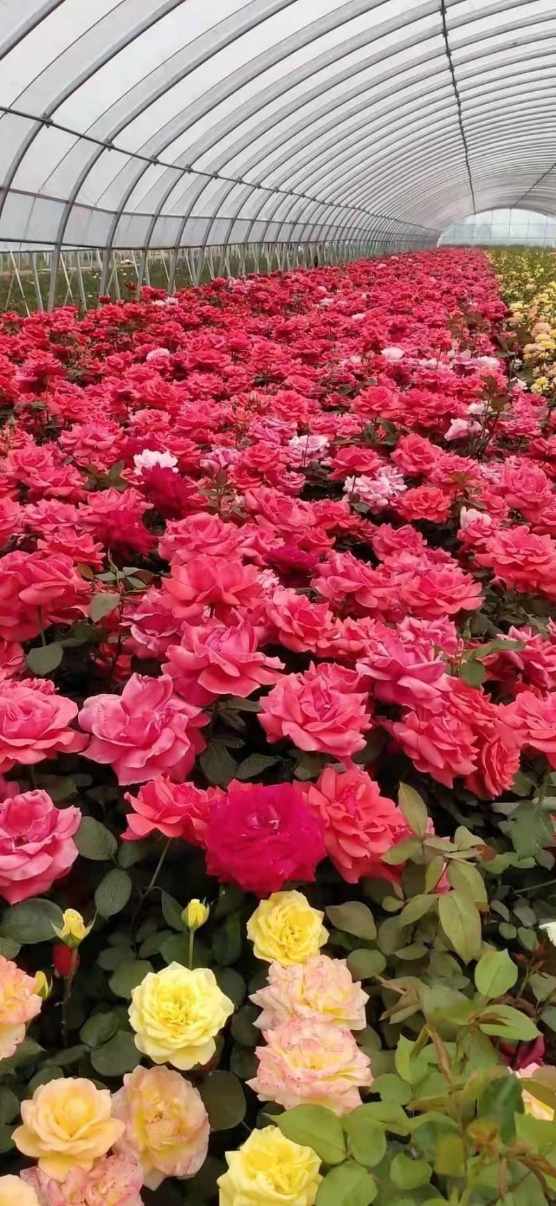 定州苗圃-月季花品种月季大花月季大量供应