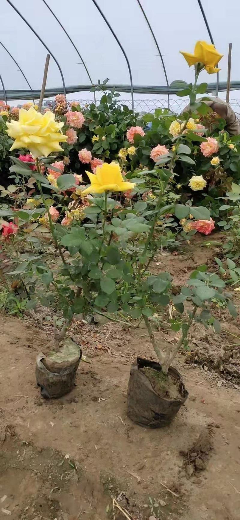 定州苗圃-月季花品种月季大花月季大量供应
