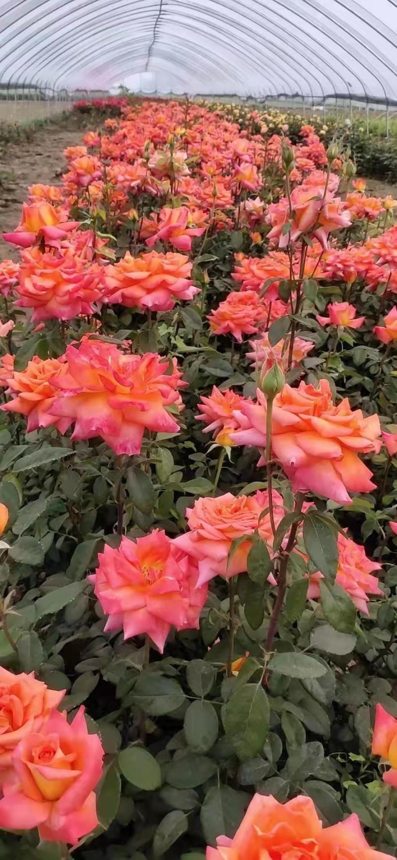 定州苗圃-月季花品种月季大花月季大量供应
