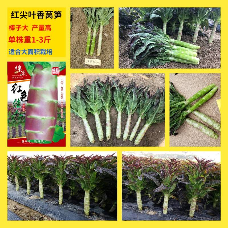 红色佳人香莴笋种子/莴苣/蔬菜种子/绵蔬种业/红尖叶莴笋