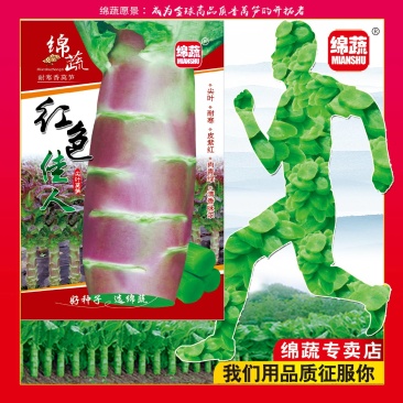 红色佳人香莴笋种子/莴苣/蔬菜种子/绵蔬种业/红尖叶莴笋