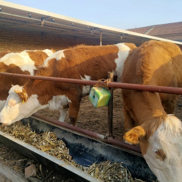 纯种西门塔尔牛牛犊改良肉牛犊鲁西黄牛活体牛犊