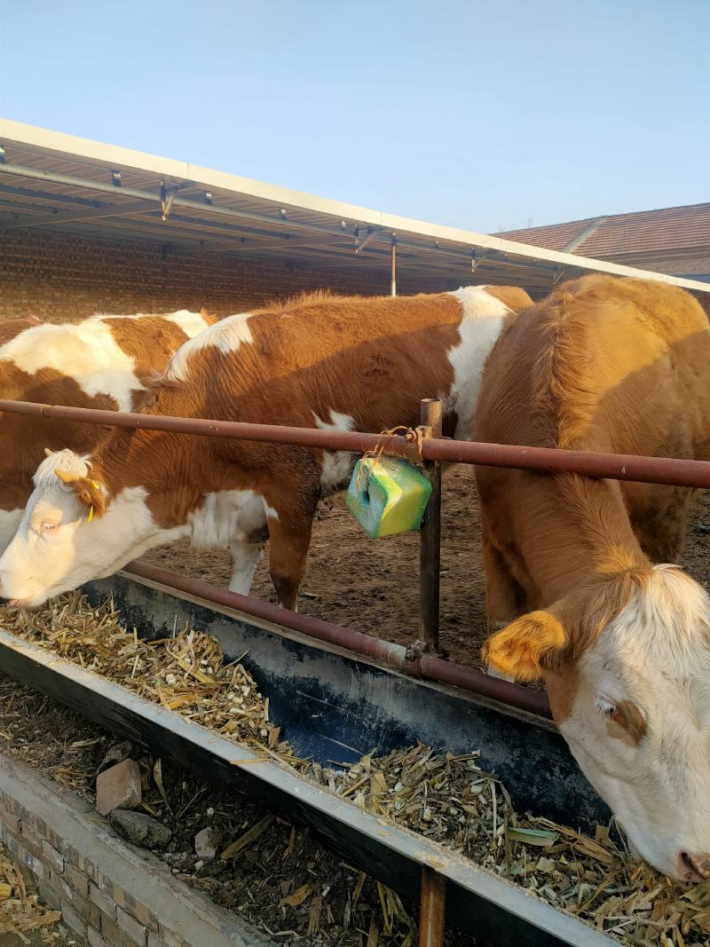 纯种西门塔尔牛牛犊改良肉牛犊鲁西黄牛活体牛犊