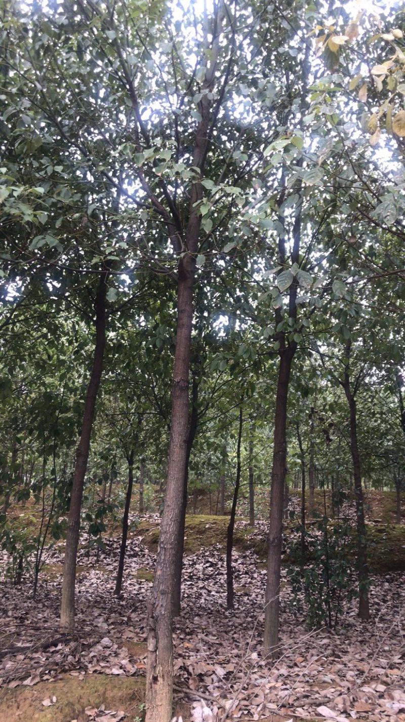 香樟树，香樟小叶5/67/8/9/10绿化树