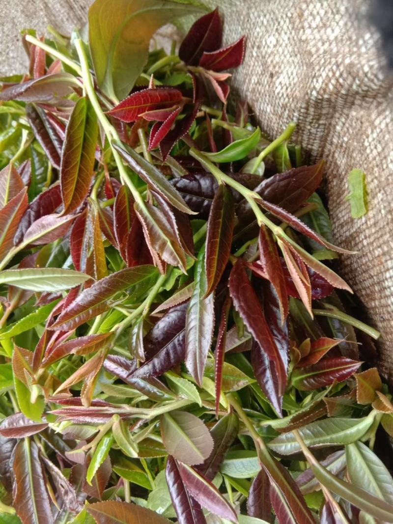 金秀大瑶山山咔咔红茶