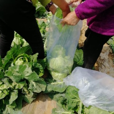 甘篮大量上市，质量好，价格低