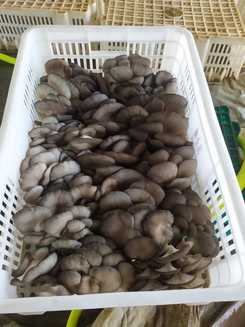 【荐】河北鲜平菇灰平菇大量上市对接大型商超市场电商