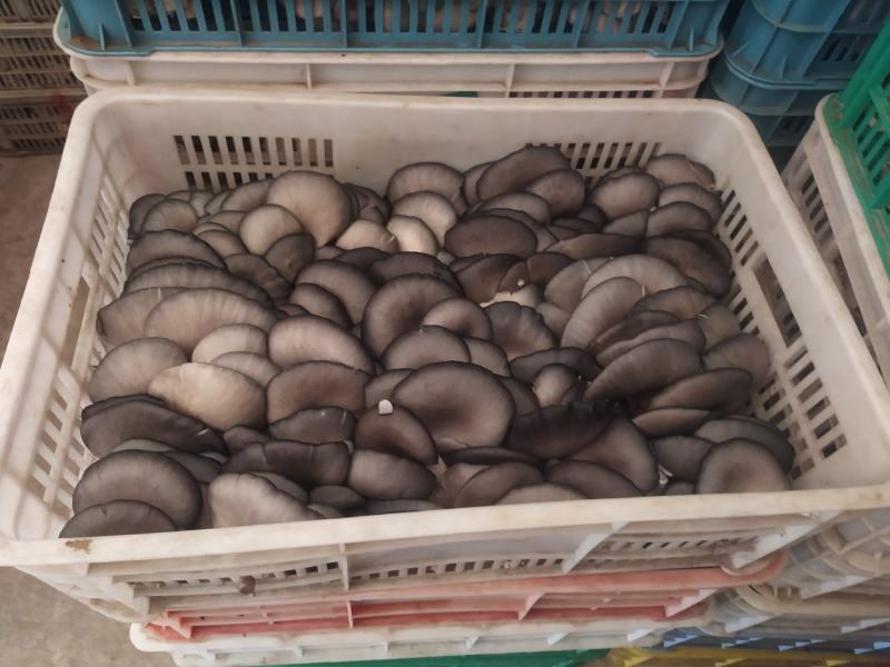 【荐】河北鲜平菇灰平菇大量上市对接大型商超市场电商