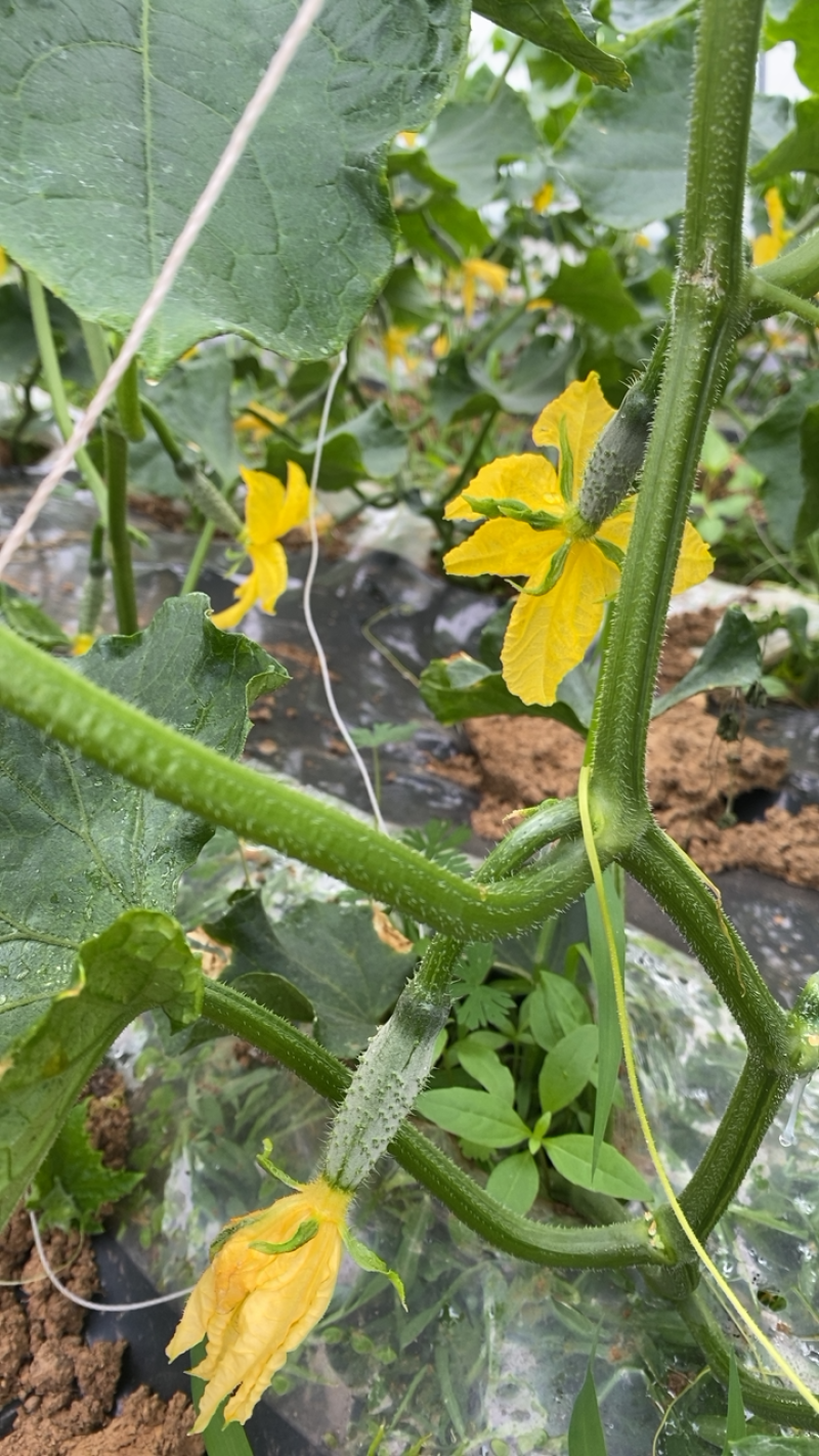 随县有机肥种植水果小黄瓜旱黄瓜基地