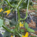 随县有机肥种植水果小黄瓜旱黄瓜基地