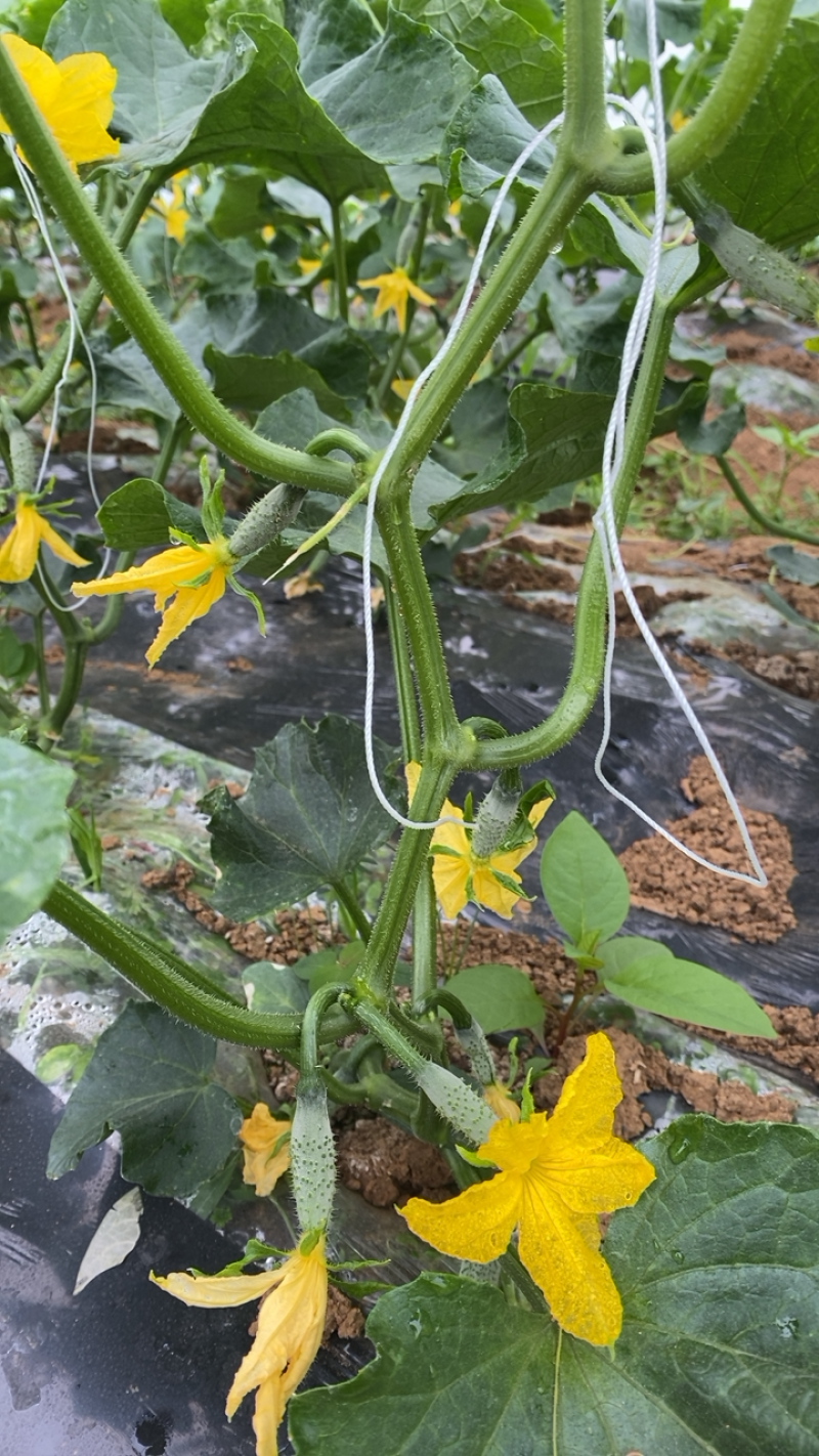 随县有机肥种植水果小黄瓜旱黄瓜基地