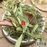 云南野生中药材瓜子金瓜子金草瓜子草挂米草辰砂草