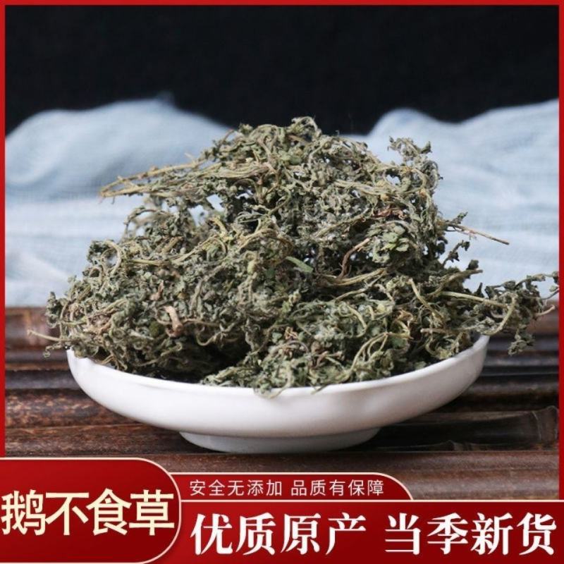 鹅不食草精品产地直发货好干度优不满意可以退换货