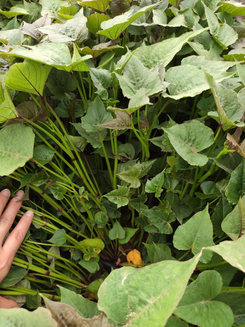 白哈蜜红薯苗、脱毒原种、白哈密地瓜苗、白蜜薯红薯苗