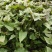 白哈蜜红薯苗、脱毒原种、白哈密地瓜苗、白蜜薯红薯苗