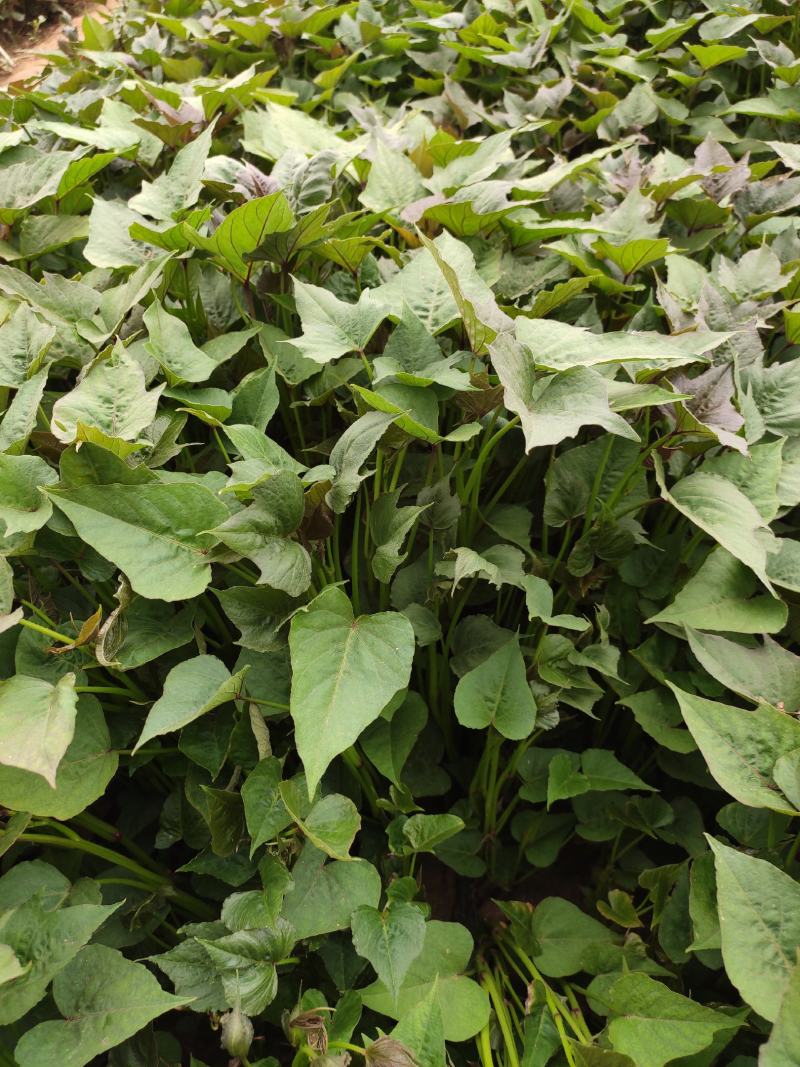 白哈蜜红薯苗、脱毒原种、白哈密地瓜苗、白蜜薯红薯苗