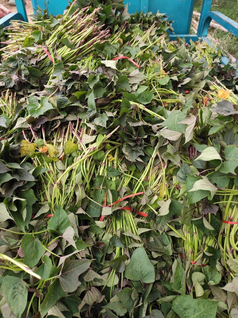 白哈蜜红薯苗、脱毒原种、白哈密地瓜苗、白蜜薯红薯苗