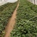 白哈蜜红薯苗、脱毒原种、白哈密地瓜苗、白蜜薯红薯苗