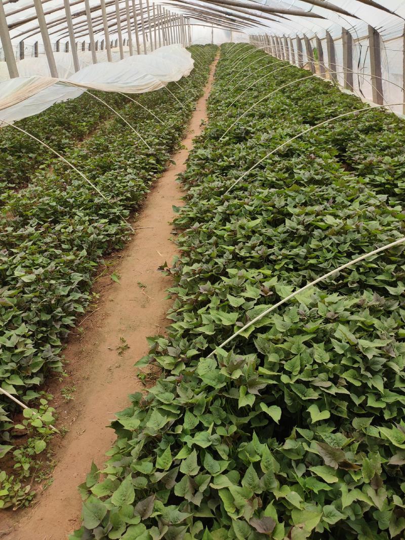白哈蜜红薯苗、脱毒原种、白哈密地瓜苗、白蜜薯红薯苗