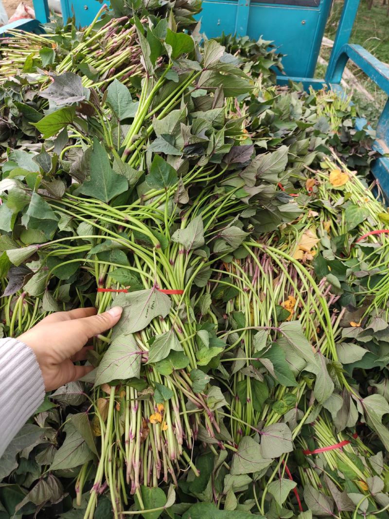 白哈蜜红薯苗、脱毒原种、白哈密地瓜苗、白蜜薯红薯苗