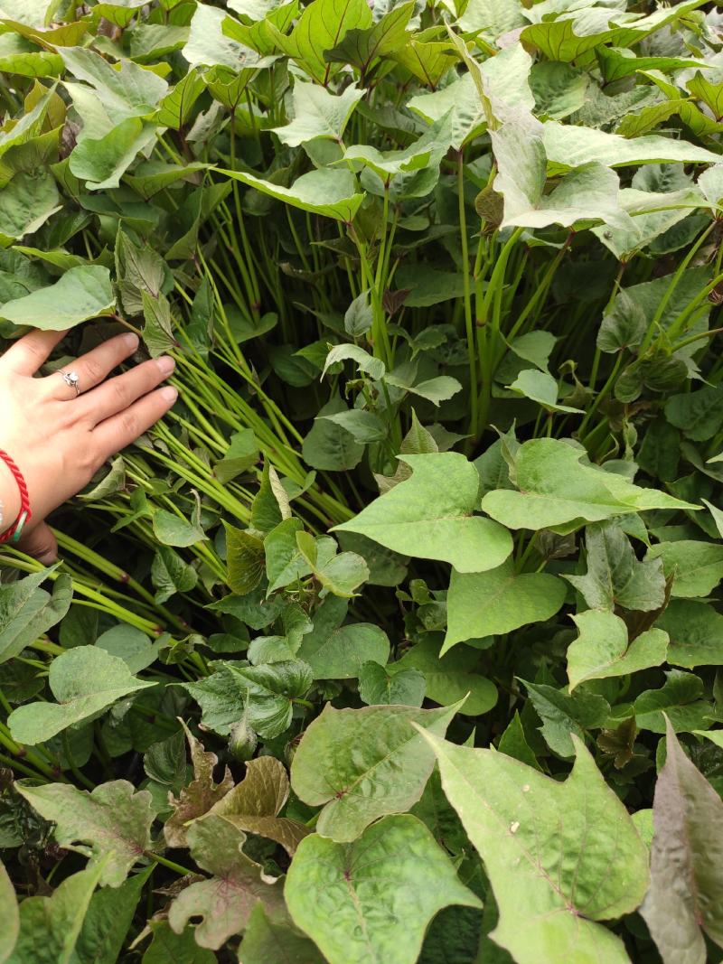 白哈蜜红薯苗、脱毒原种、白哈密地瓜苗、白蜜薯红薯苗
