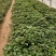 白哈蜜红薯苗、脱毒原种、白哈密地瓜苗、白蜜薯红薯苗