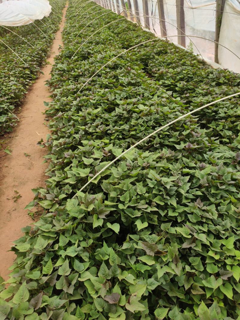 白哈蜜红薯苗、脱毒原种、白哈密地瓜苗、白蜜薯红薯苗