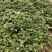 白哈蜜红薯苗、脱毒原种、白哈密地瓜苗、白蜜薯红薯苗