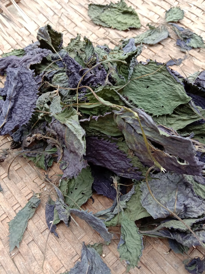 紫苏，紫苏叶，优质紫苏，产地广东，大量批发