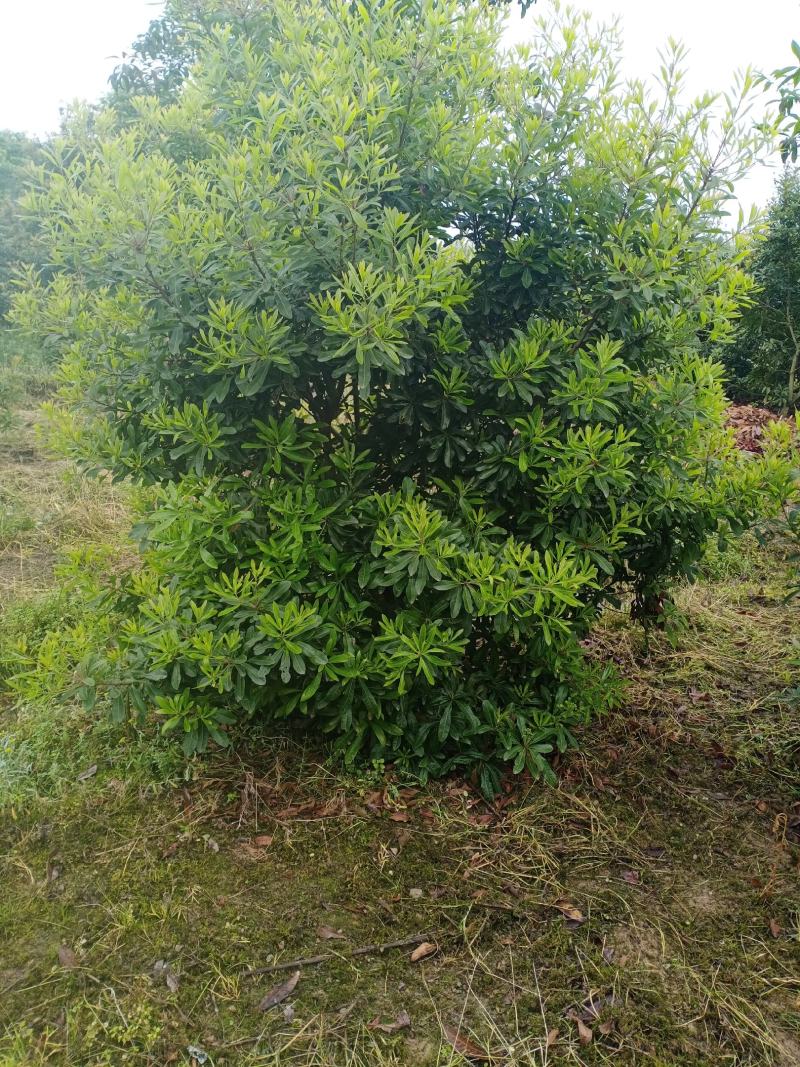 二至三年杨梅嫁接苗，农户自产自销没有中间商欢迎点赞关注。
