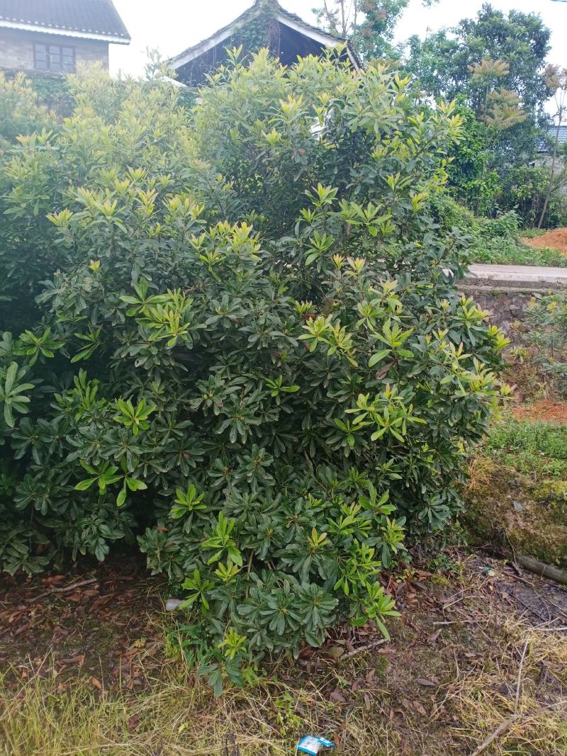 二至三年杨梅嫁接苗，农户自产自销没有中间商欢迎点赞关注。