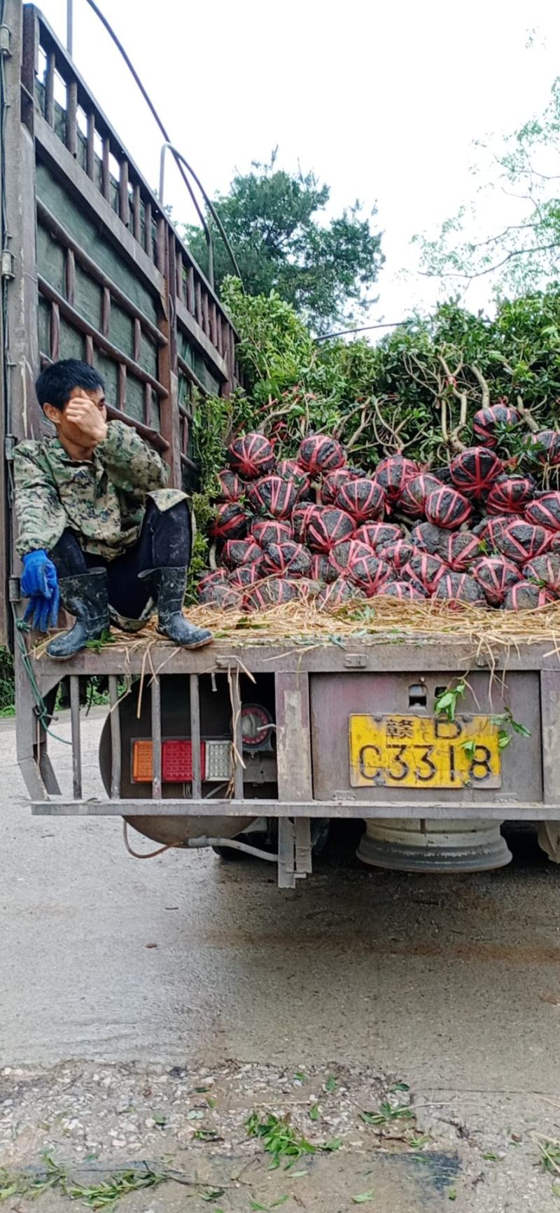 3至5公分的杨梅嫁接苗栽种二至三年可挂，农户自产自销