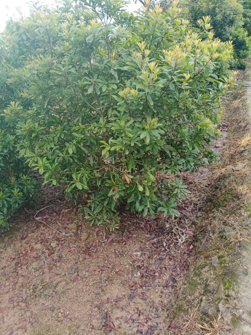 3至5公分的杨梅嫁接苗栽种二至三年可挂，农户自产自销