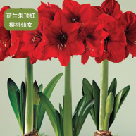 朱顶红种球 进口朱顶红种球混色荷兰球根花卉南美朱顶红