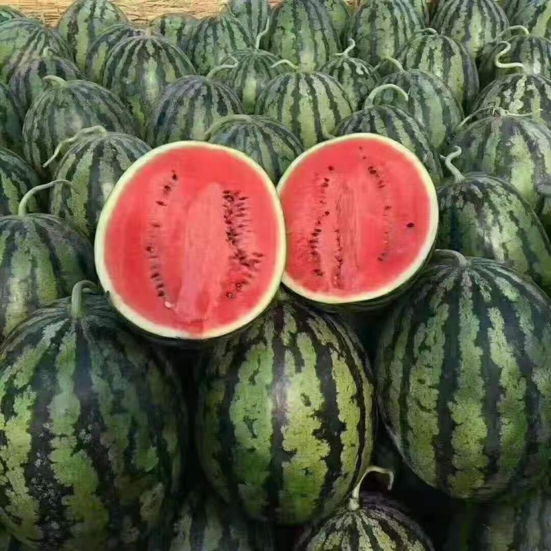 精品甜王西瓜大量上市，产地直销，一手货源，代发全国