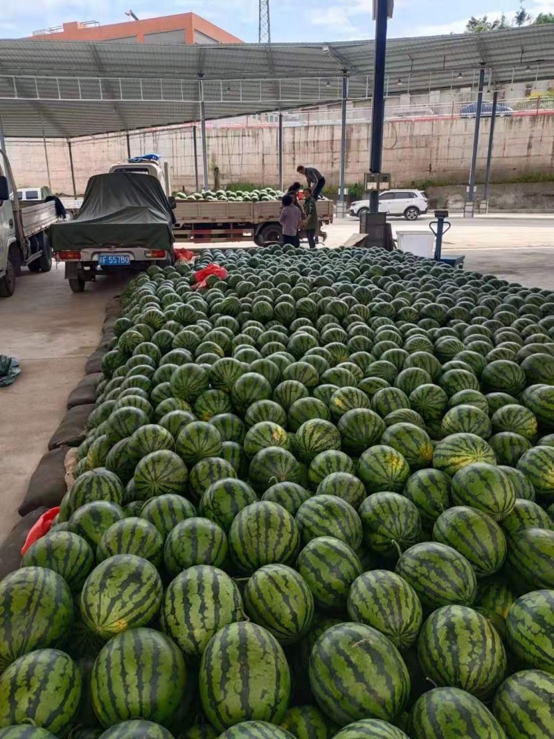 精品甜王西瓜大量上市，产地直销，一手货源，代发全国