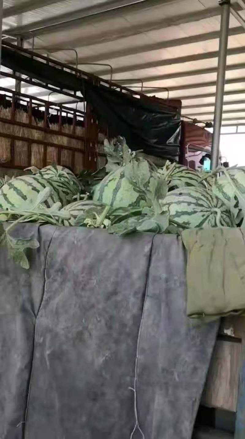 精品甜王西瓜大量上市，产地直销，一手货源，代发全国