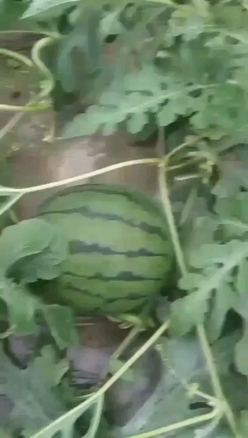 精品甜王西瓜大量上市，产地直销，一手货源，代发全国