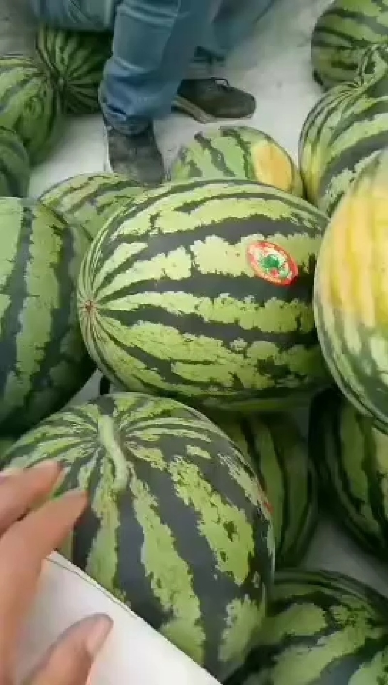 陕西（大荔蒲城）甜王西瓜基地，品质好，皮毛亮。欢迎老板