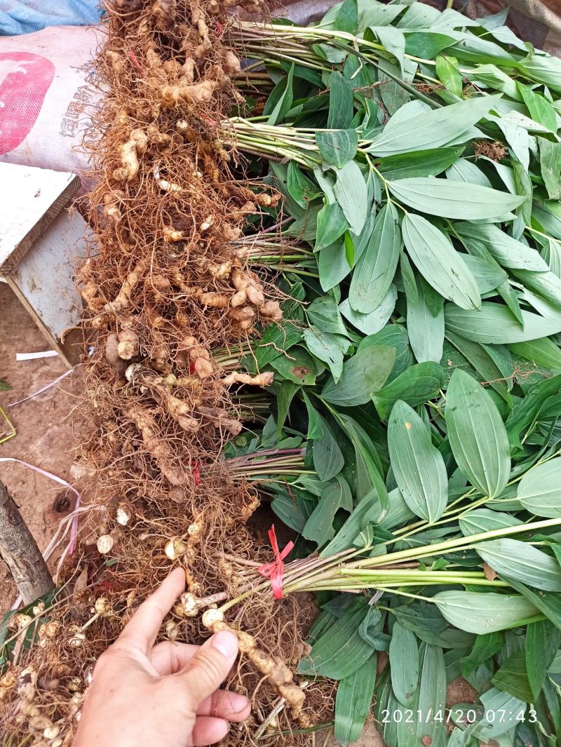 黄精苗整车包邮多花姜形黄精甜黄精大苗姜山姜老虎姜产地发