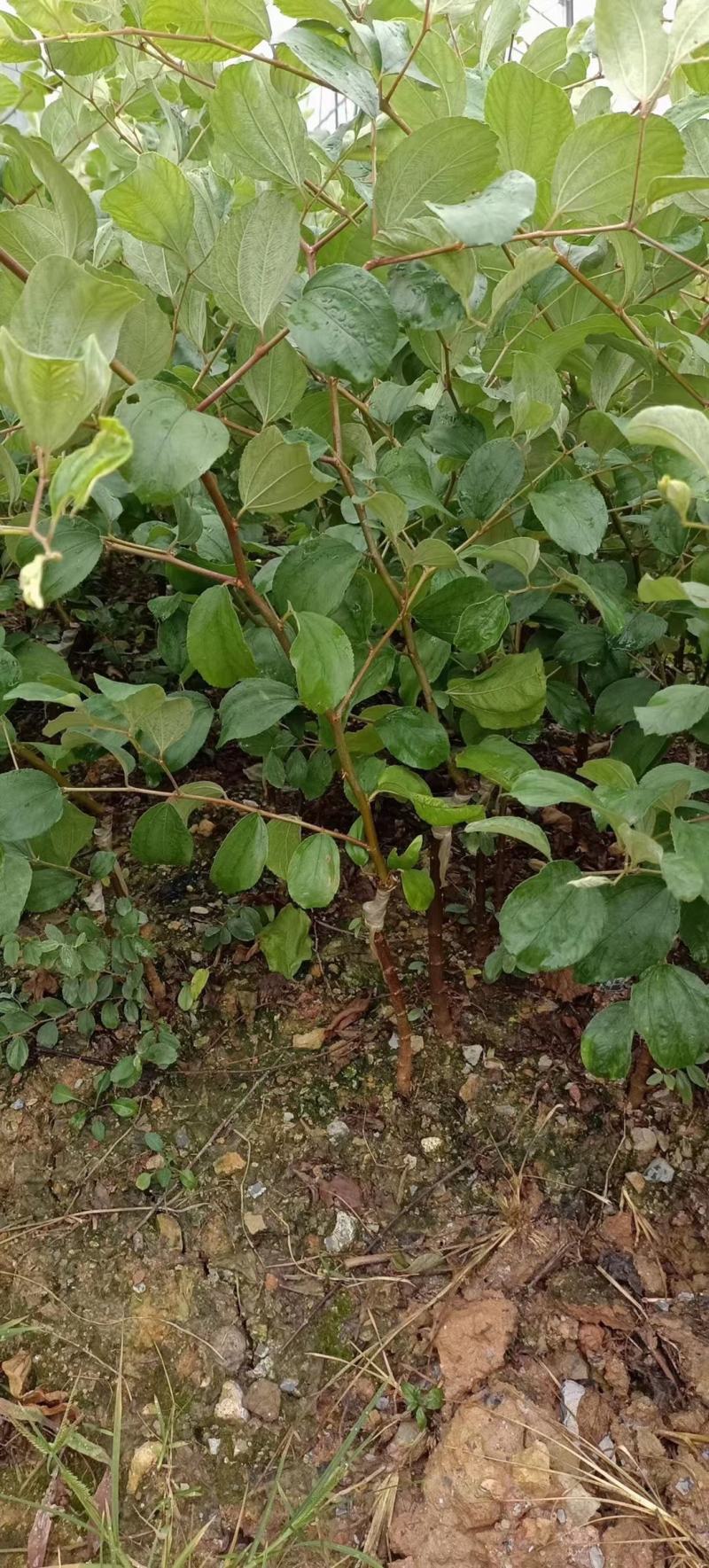 大青枣苗苹果枣苗嫁接苗挂果快果子大个脆甜好吃高产品种