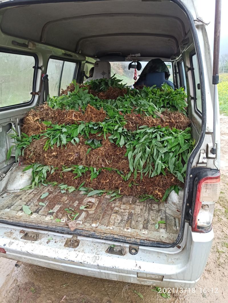 黄精种苗整车包邮多花姜形黄精老虎姜苗山姜苗药典品种