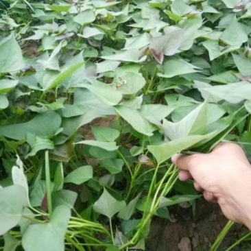 红薯苗地瓜苗