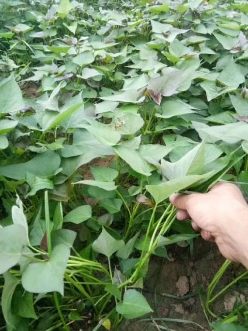 红薯苗地瓜苗